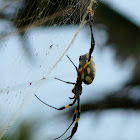 Orb spider