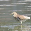 Indian Pond Heron