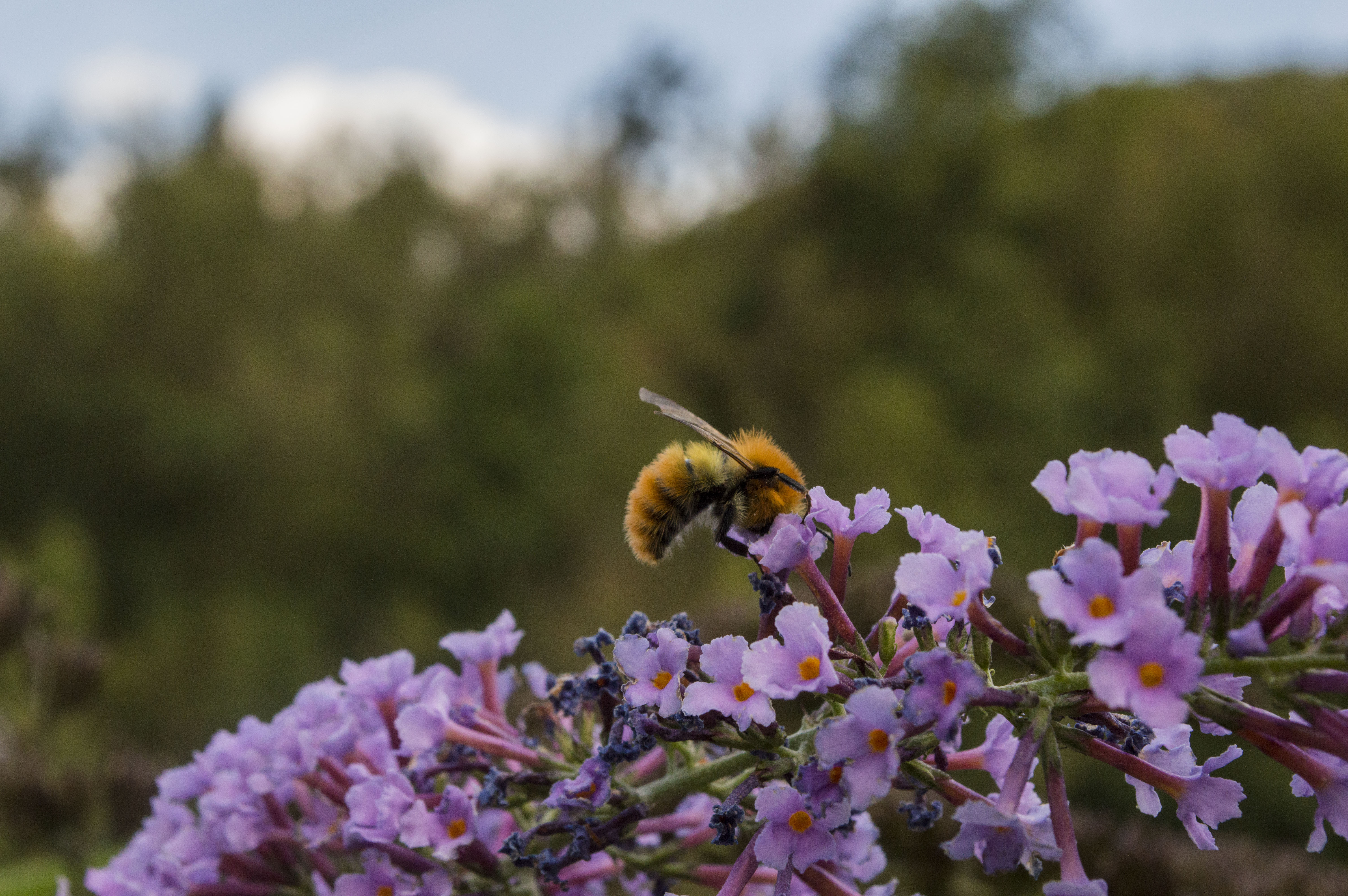 Honeybee working on the Buddleja davidii di Sara_Monaco