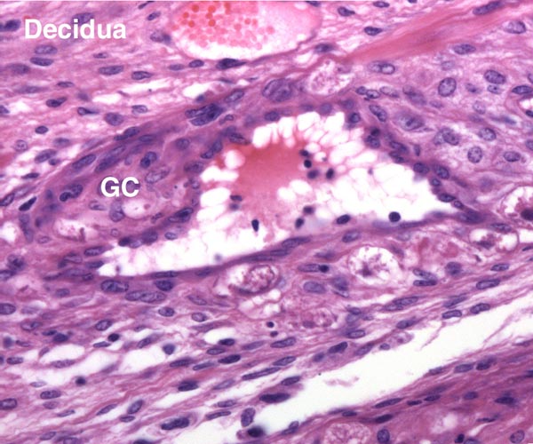 Maternal blood vessel in the decidua