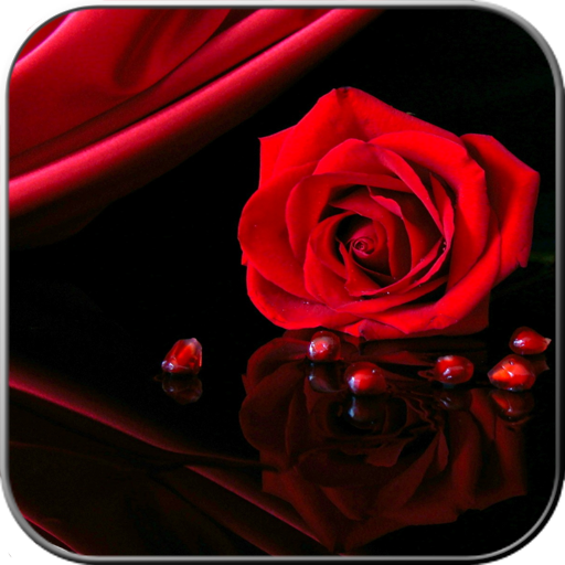 Rose Wallpaper HD
