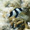 Humbug Dascyllus