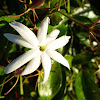 Star Jasmine