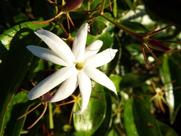 Star Jasmine