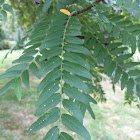 Honey Locust Tree