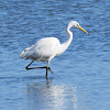 Great Egret