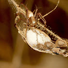 Lynx Spider with Egg Sack