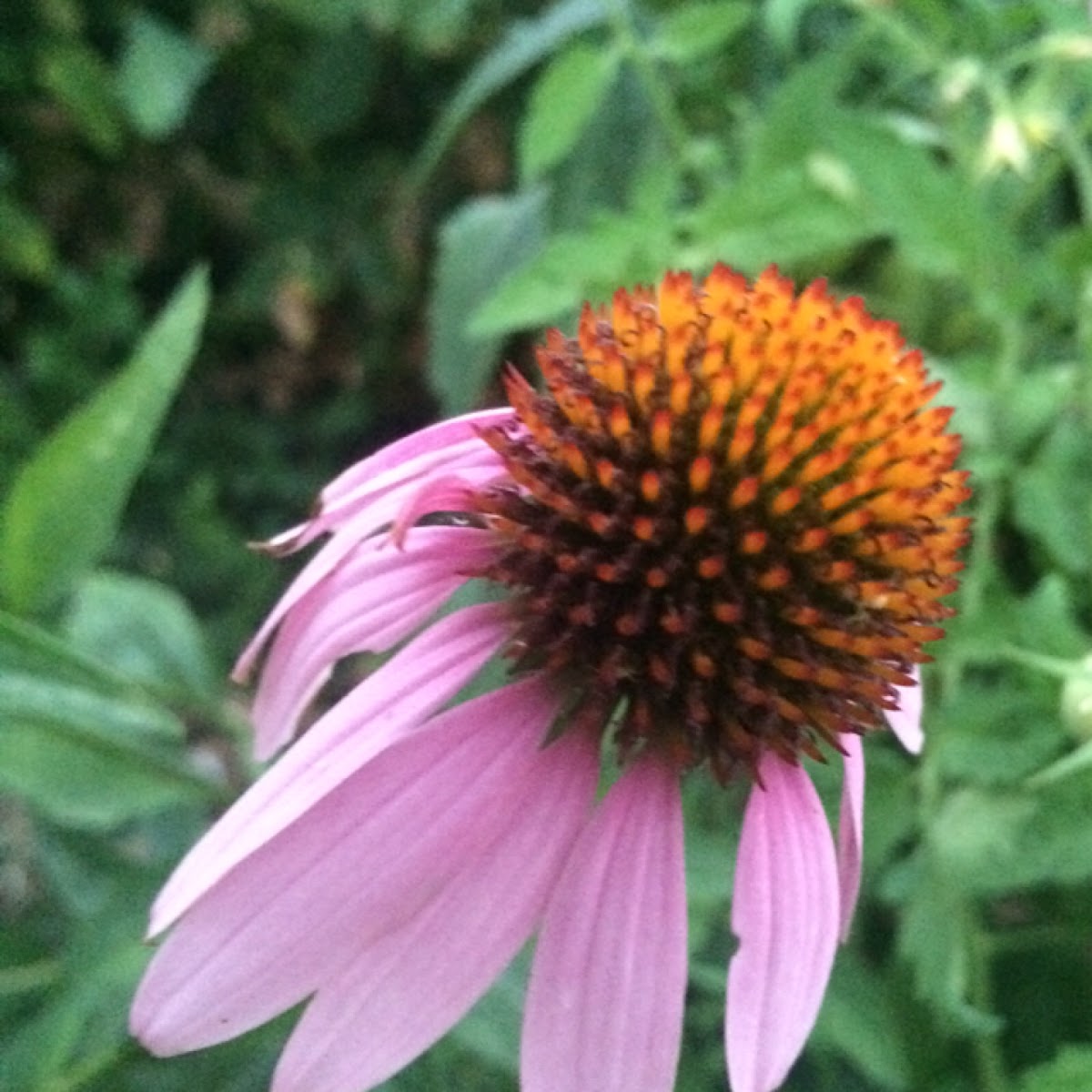 Echinacea- cone flower