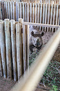 A young black rhino at an undisclosed location in Hluhluwe–Imfolozi Park, in KwaZulu-Natal, before its move to a new location. 