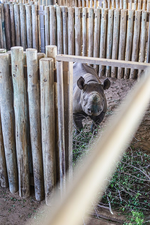 A young black rhino at an undisclosed location in Hluhluwe–Imfolozi Park, in KwaZulu-Natal, before its move to a new location.