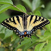 Eastern Tiger Swallowtail Butterfly (Female)