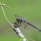 Yellow-tailed Ashy Skimmer or Common Chaser