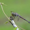 Yellow-tailed Ashy Skimmer or Common Chaser