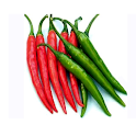 Chilli Cultivation IIHR