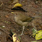 Ecuadorian Thrush