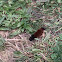 Woolly Bear Caterpillar