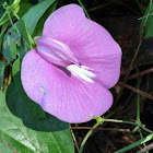 Spurred Butterfly Pea