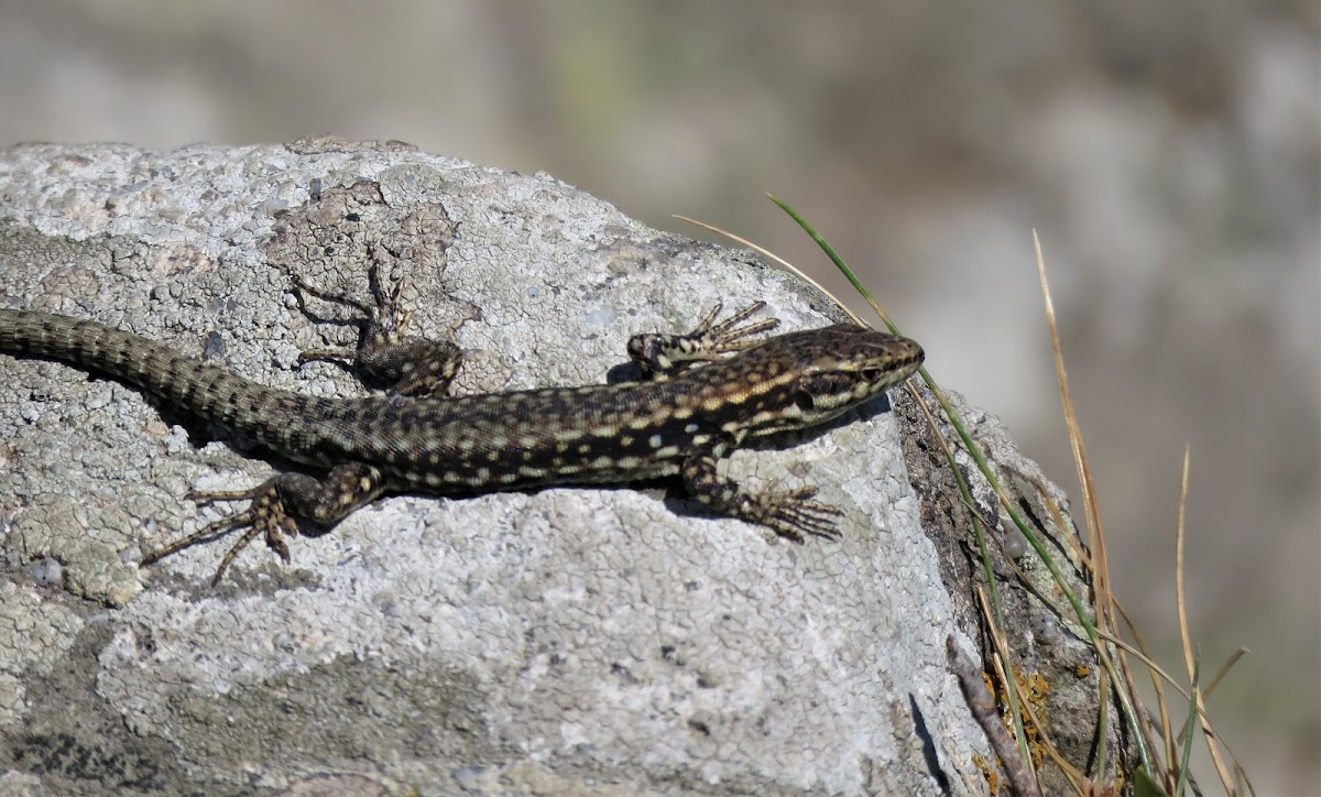 Common Wall Lizard