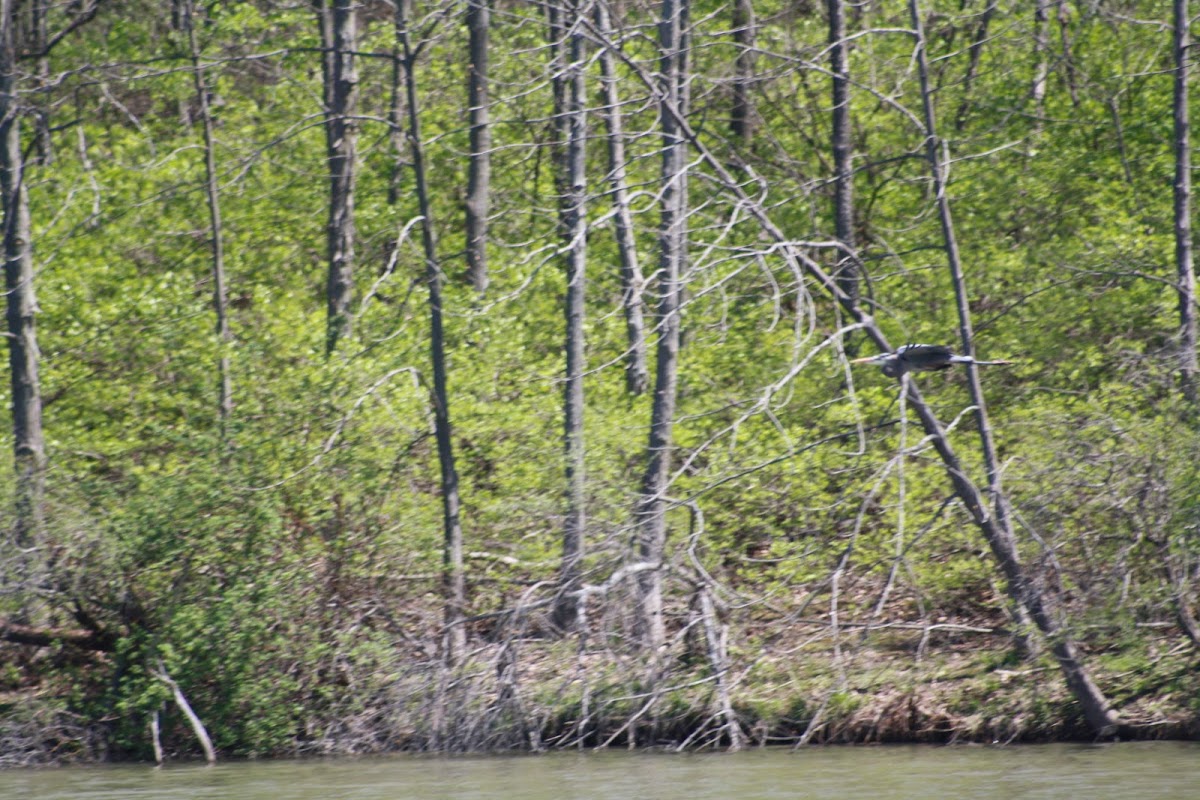 Great Blue Heron