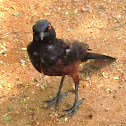 Shelley's Starling