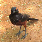 Shelley's Starling