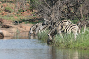 Zebra drinking from a dam in the Dinokeng Game Reserve, the only free-roaming Big 5 reserve in Gauteng.