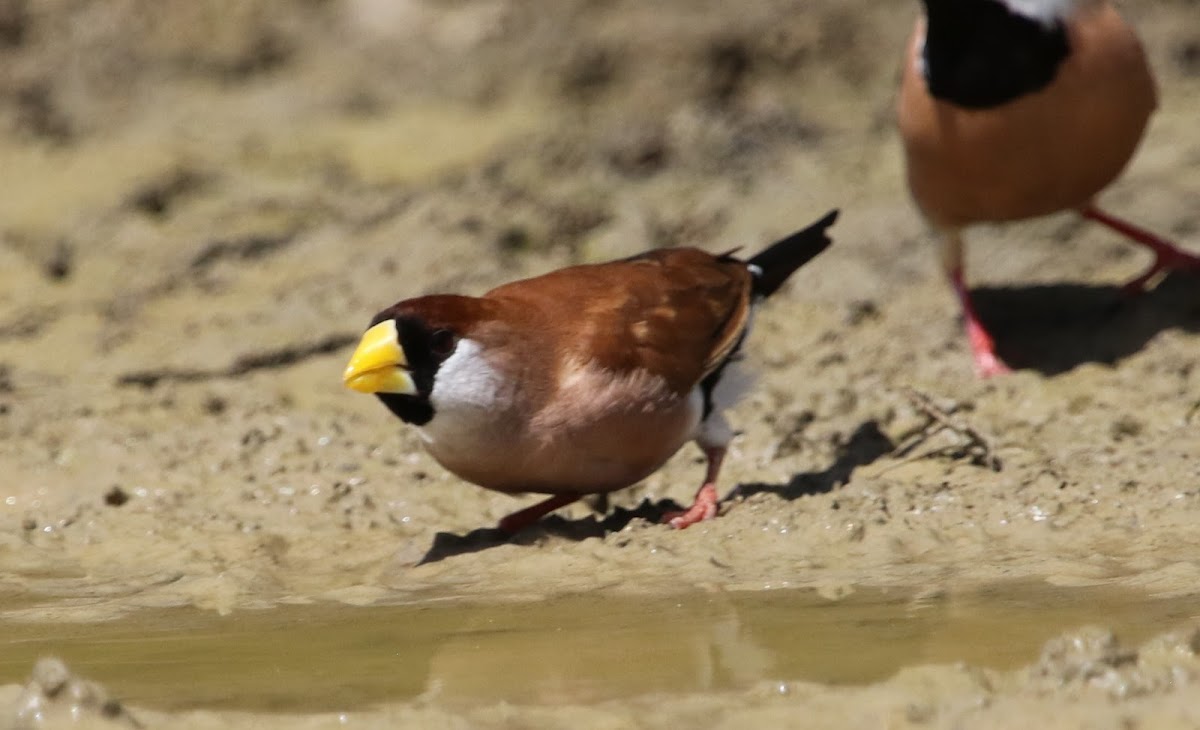 Masked Finch