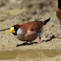 Masked Finch