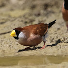 Masked Finch