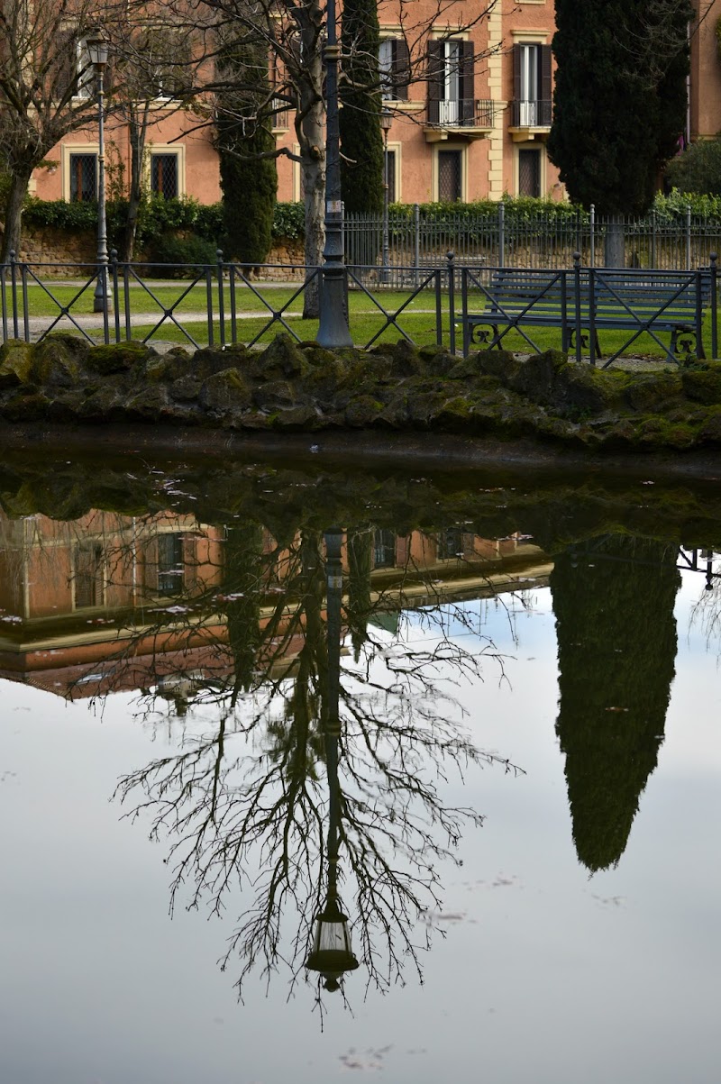 Alberi in riflessione di Anya Elsa PH