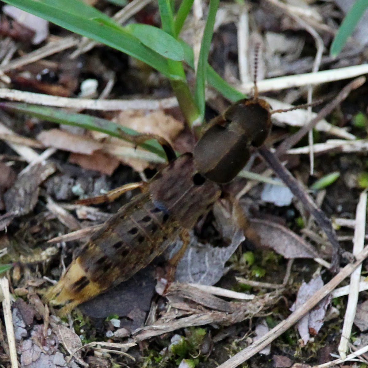 Brown Rove Beetle