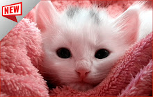 Pink Kitten HD Wallpapers Theme small promo image