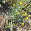 California Poppy