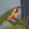 Allens Hummingbird