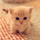 Download Cute Cat Wallpapers - Lovely Cat, Life Friend For PC Windows and Mac 1.1