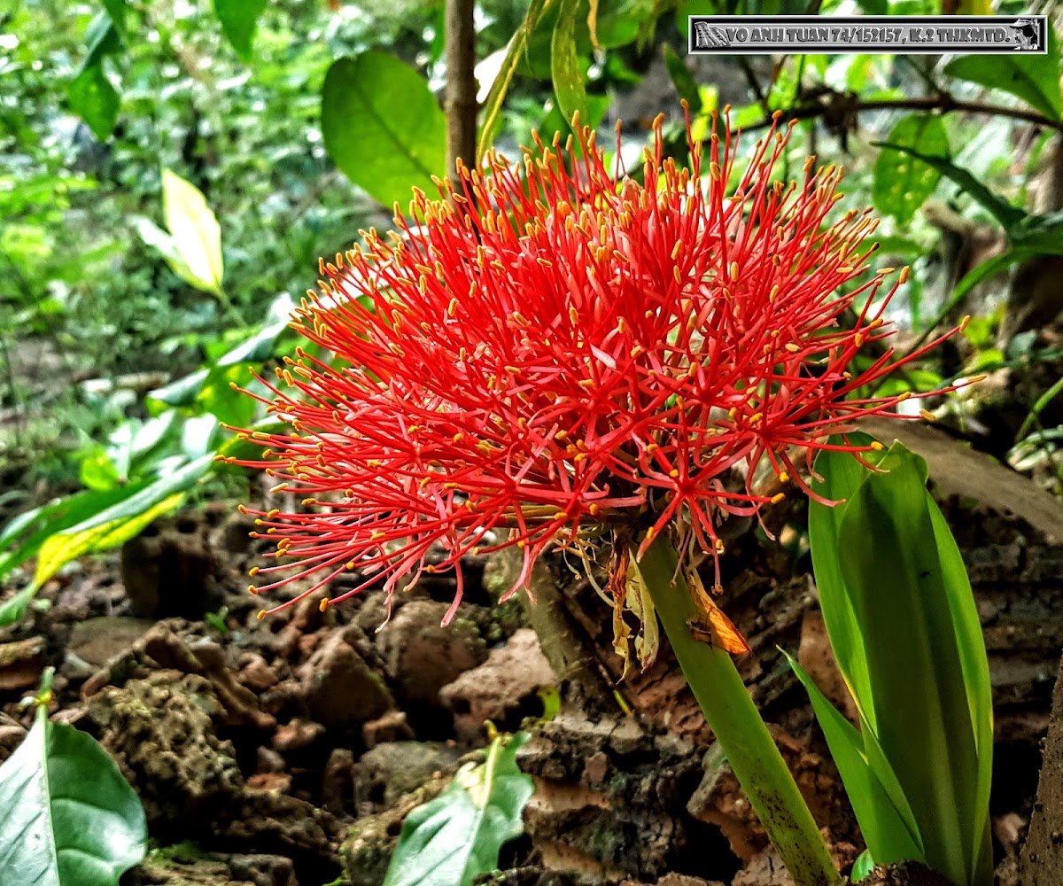 Blood lily