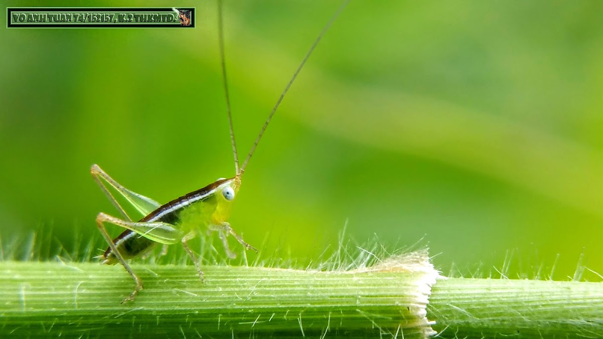 Lesser Meadow Katydid