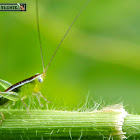 Lesser Meadow Katydid