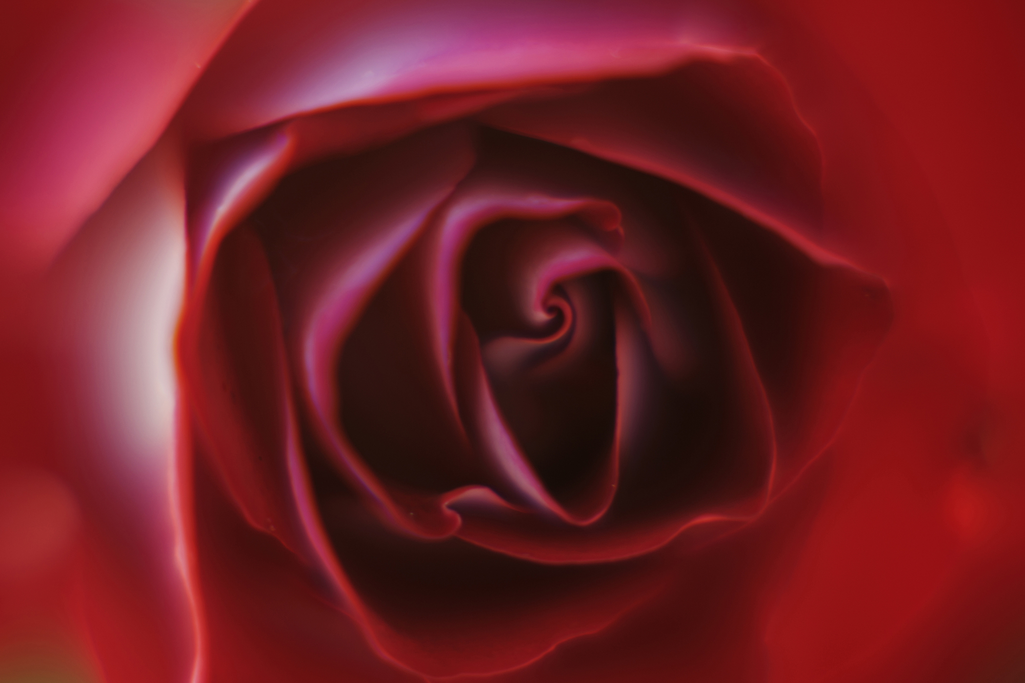 La rosa rossa di LauraFerrandes