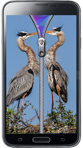 免費下載生活APP|Bird Zipper Screen Lock app開箱文|APP開箱王