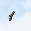 Buteo buteo 普通鵟