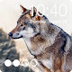 Download Wolf Wallpaper Free Security PIN Password AppLock For PC Windows and Mac