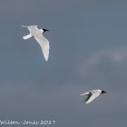 Mediterranean Gull; Gaviota Cabicinegra