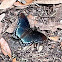 Red-spotted Purple