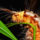 Caterpillar