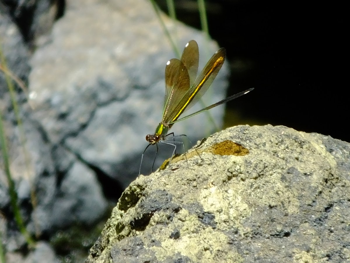 River Jewelwing (fe)