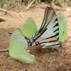 Kite Swallowtail