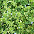 Corn speedwell