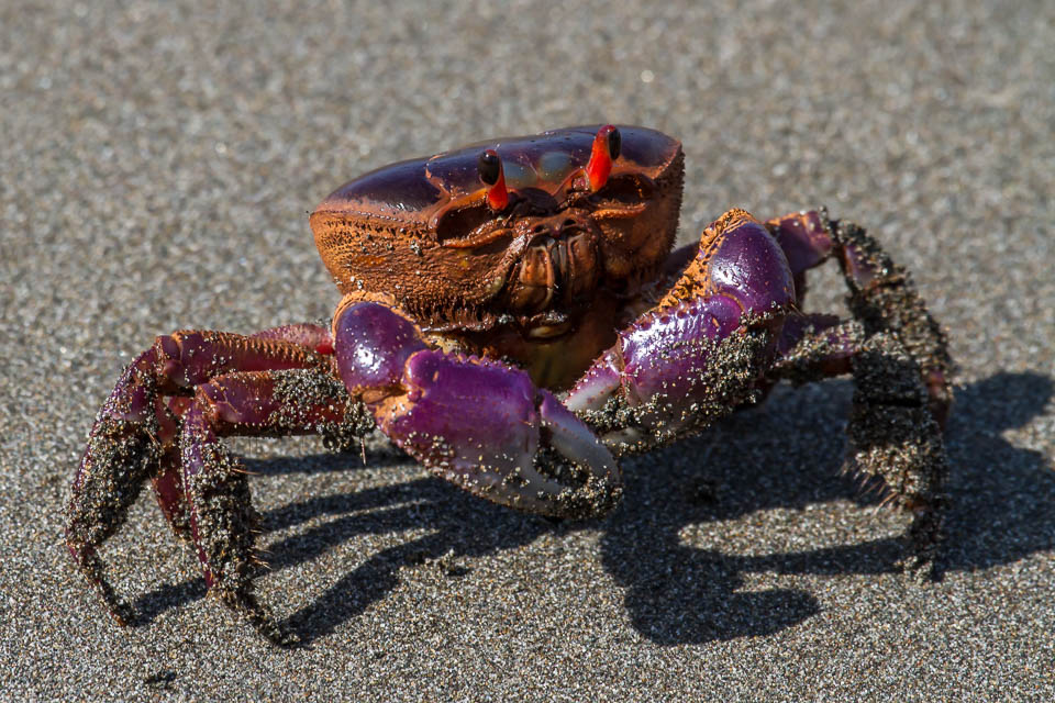 Halloween Crab