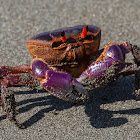 Halloween Crab